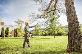 Best Fruit Tree Pruning  in West Point, GA