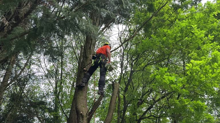 Best Hazardous Tree Removal  in West Point, GA